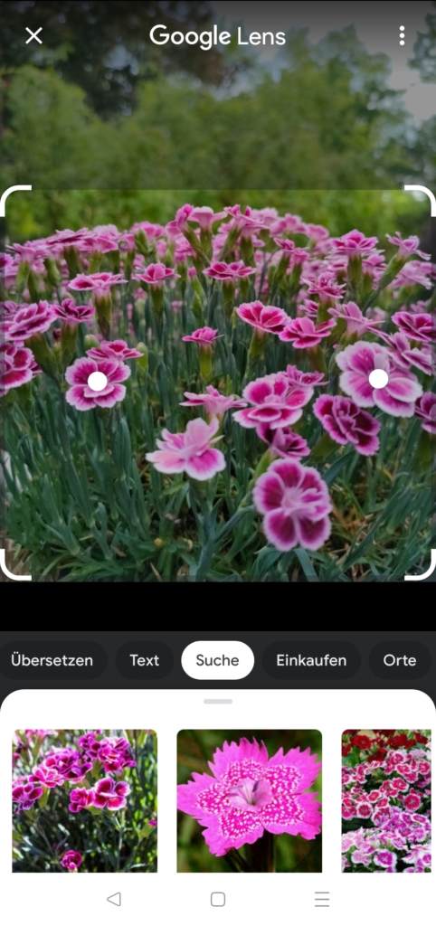 Pflanzen bestimmen mit Google Lens App